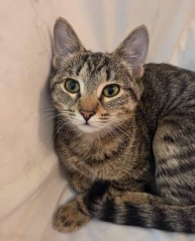 Rescue Domestic Short Hair Cats for Adoption in Stamford, Connecticut - Sweet, Snuggly Young | PetCurious