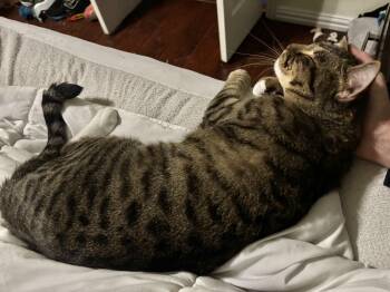 Rescue Tabby Cats for Adoption in Fort Worth, Texas - Feline Dion | PetCurious