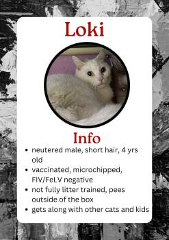 Domestic Short Hair Cats Available for Adoption - Loki | PetCurious