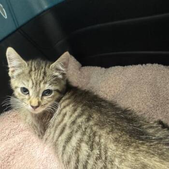 Dinky-doo -  Domestic Short Hair Cat for Adoption in York, Pennsylvania - Dinky-doo | PetCurious