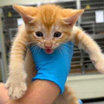 Peeta 26-08-118 -  Domestic Short Hair Cat for Adoption in Bastrop, Texas - Peeta 26-08-118 | PetCurious