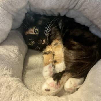 Domestic Medium Hair Cats Available for Adoption in Freeport, Florida - Kit-Kat | PetCurious