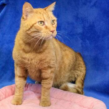 Wilbur -  Domestic Short Hair Cat for Adoption in Versailles, Kentucky - Wilbur | PetCurious