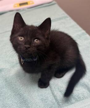 ROBBY -  Domestic Short Hair Cat for Adoption in Leesburg, Virginia - ROBBY | PetCurious
