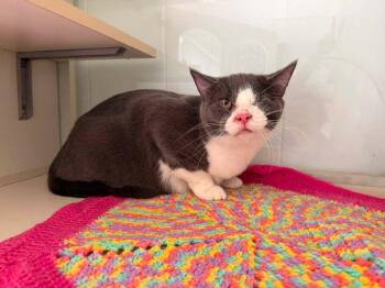 Hawkeye -  Domestic Short Hair Cat for Adoption in Kalamazoo, Michigan - Hawkeye | PetCurious