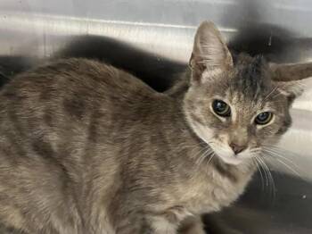 Domestic Short Hair Cats Available for Adoption in Tustin, California - MAUREEN | PetCurious