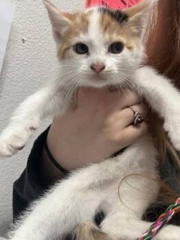 Domestic Short Hair Cats Available for Adoption in Sacramento, California - Emily Prentiss | PetCurious