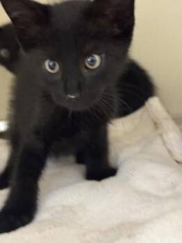Aramas [Grey] -  Domestic Short Hair Cat for Adoption in Chamblee, Georgia - Aramas [Grey] | PetCurious