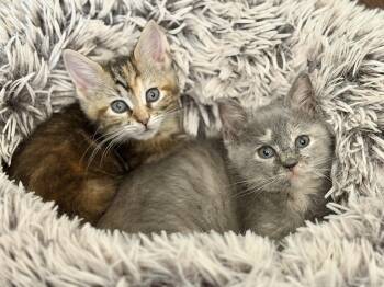 Lilac and Lavender -  Domestic Short Hair Cat for Adoption - Lilac And Lavender | PetCurious