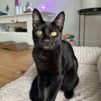 Rescue Domestic Short Hair Cats for Adoption in Boca Raton, Florida - Wednesday | PetCurious