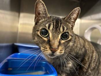 Domestic Short Hair Cats Available for Adoption - A378794 | PetCurious