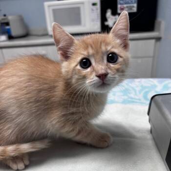Halliwell -  Domestic Short Hair Cat for Adoption in Riverside, California - Halliwell | PetCurious