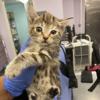 Rescue Domestic Short Hair Cats for Adoption in Spokane, Washington - Cauliflower | PetCurious