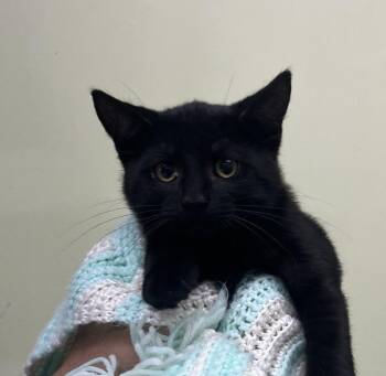 Fuji -  Domestic Short Hair Cat for Adoption in Shorewood, Illinois - Fuji | PetCurious