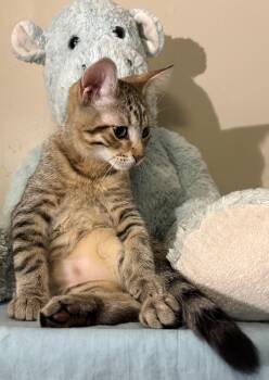 Garbanzo-Must be adopted with a buddy cat -  Domestic Short Hair Cat for Adoption in Toronto, Ontario - Garbanzo-Must Be Adopted With A Buddy Cat | PetCurious