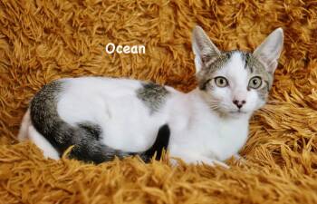 Ocean -  Turkish Van Cat for Adoption in St. Augustine, Florida - Ocean | PetCurious