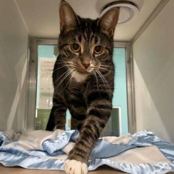 Rescue Domestic Short Hair Cats for Adoption - Mamma G | PetCurious