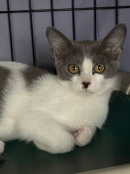 Rescue Domestic Short Hair Cats for Adoption in Hartford City, Indiana - Rainbow | PetCurious