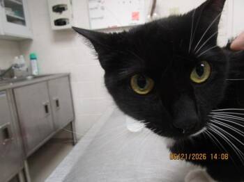 (pent2) -  Domestic Short Hair Cat for Adoption in Marietta, Georgia - (pent2) | PetCurious