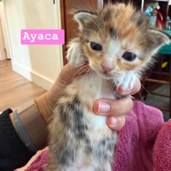 Ayaca -  Domestic Short Hair Cat for Adoption in Tampa, Florida - Ayaca | PetCurious