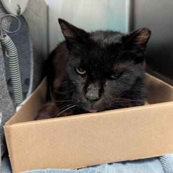 Rescue Domestic Short Hair Cats for Adoption in New York, New York - Charmed | PetCurious