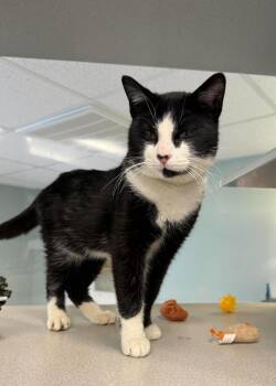 Domestic Short Hair Cats Available for Adoption - McFly | PetCurious