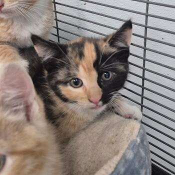 American Shorthair Cats Available for Adoption in Kingman, Kansas - Barbie | PetCurious