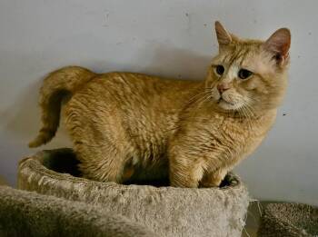 Domestic Short Hair Cats Available for Adoption in Myrtle Beach, South Carolina - Wu-Tang | PetCurious