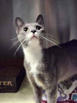 Rescue Domestic Short Hair Cats for Adoption in Dayton, Ohio - Delilah | PetCurious