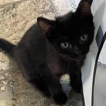 Wednesday - Energetic & Fun -  Domestic Short Hair Cat for Adoption in Hamilton, Ontario - Wednesday - Energetic & Fun | PetCurious