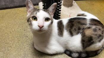 Petunia -  Tabby Cat for Adoption in Burnaby, British Columbia - Petunia | PetCurious