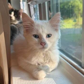 Mei -  Manx and Domestic Long Hair Cat for Adoption in Rossville, Georgia - Mei | PetCurious