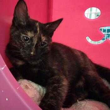 Rosalina -  Domestic Short Hair Cat for Adoption in Oshkosh, Wisconsin - Rosalina | PetCurious