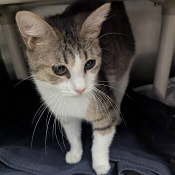Laura -  Domestic Short Hair Cat for Adoption in Springfield, Illinois - Laura | PetCurious