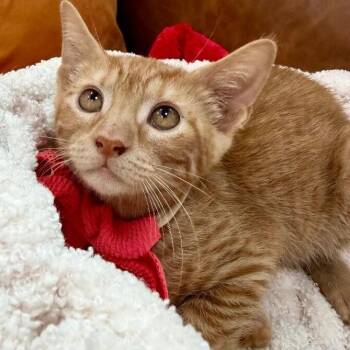 Reba Honeycutt -  Tabby and Domestic Short Hair Cat for Adoption in Friendswood, Texas - Reba Honeycutt | PetCurious
