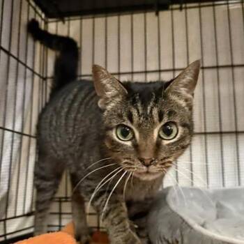 Domestic Short Hair Cats Available for Adoption - Sammy | PetCurious