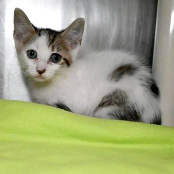 Tinky -  Domestic Short Hair Cat Available for Adoption in West Palm Beach, Florida - Tinky | PetCurious