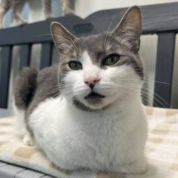 Jack -  Domestic Short Hair Cat for Adoption in Lake Panasoffkee, Florida - Jack | PetCurious