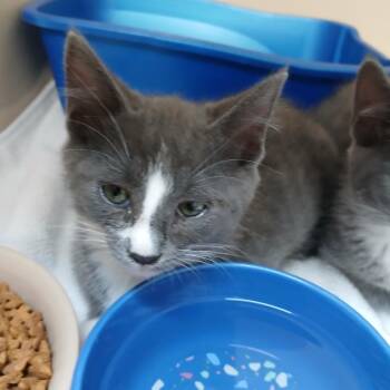 Malcolm -  Domestic Short Hair Cat for Adoption in Blue Ridge, Georgia - Malcolm | PetCurious