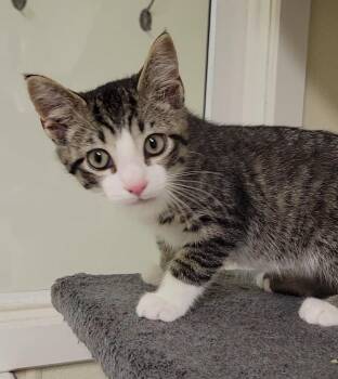 CLINT -  Domestic Short Hair Cat for Adoption in Sandusky, Ohio - CLINT | PetCurious