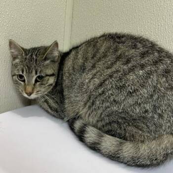 Domestic Short Hair Cats Available for Adoption - Pomni | PetCurious