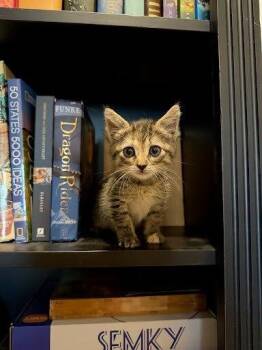 Domestic Short Hair Cats Available for Adoption in Fort Worth, Texas - Peep (pre Adopt) | PetCurious