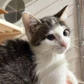 Emory -  Domestic Short Hair Cat for Adoption in Des Moines, Iowa - Emory | PetCurious
