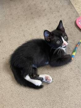 PENELOPE -  Domestic Short Hair Cat for Adoption in Tustin, California - PENELOPE | PetCurious