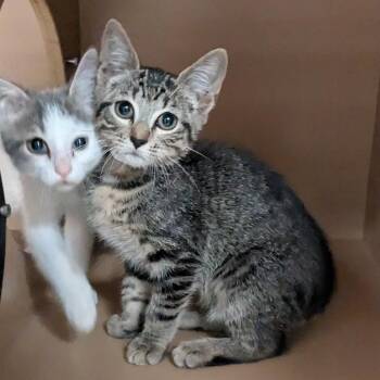 Parker -  Domestic Short Hair Cat for Adoption in Birmingham, Alabama - Parker | PetCurious