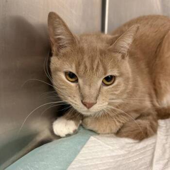 Lovebug -  Domestic Short Hair Cat for Adoption in Fort Worth, Texas - Lovebug | PetCurious