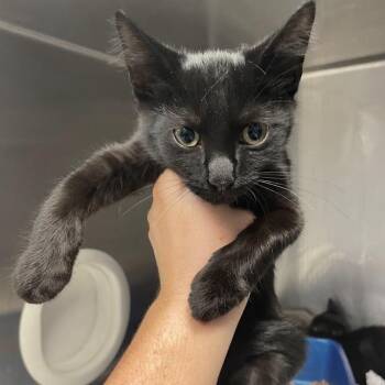 Ramona -  Domestic Short Hair Cat for Adoption in Port Charlotte, Florida - Ramona | PetCurious