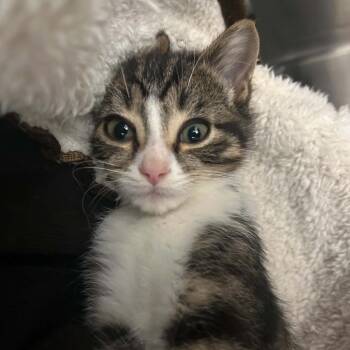 Thor -  Domestic Short Hair Cat for Adoption in Clavet, Saskatchewan - Thor | PetCurious