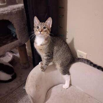 Roxas -  Domestic Short Hair Cat for Adoption - Roxas | PetCurious