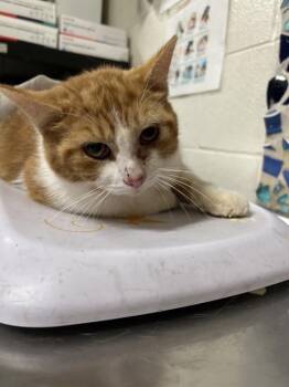 Domestic Short Hair Cats Available for Adoption in Pensacola, Florida - DUNCAN | PetCurious